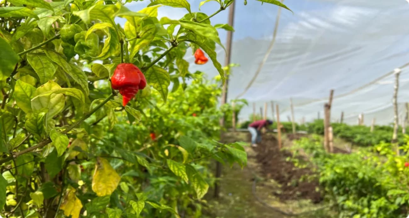 Pepper fields at Finca Guacamaya, Cantarranas