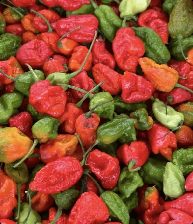 A pile of peppers grown at the farm